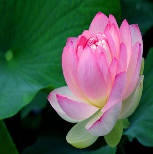 Why is Lotus considered Sacred